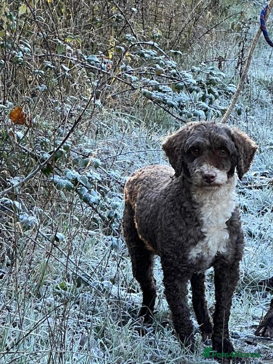 Miniature Poodle dogs for stud: Miniature Poodle KC Reg Fully DNA Health Tested  in Radstock - Image 12