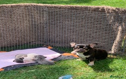 Mixed Breed dogs for sale: Bested boy that ever was Rare Pink Minibull boy  - Image 14
