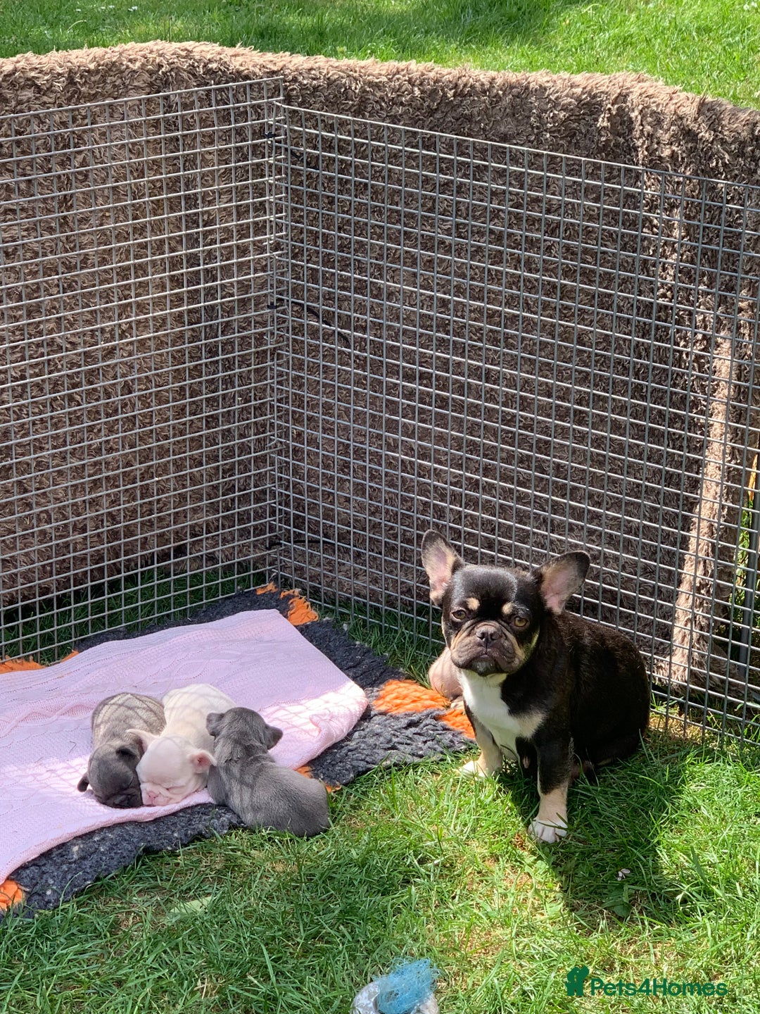 Mixed Breed dogs for sale: Bested boy that ever was Rare Pink Minibull boy  - Image 14