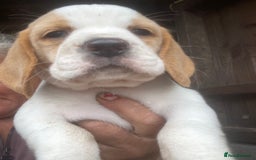 Beagle dogs for sale: Beautiful beagle boys kc reg ready 19 sept  - Image 37