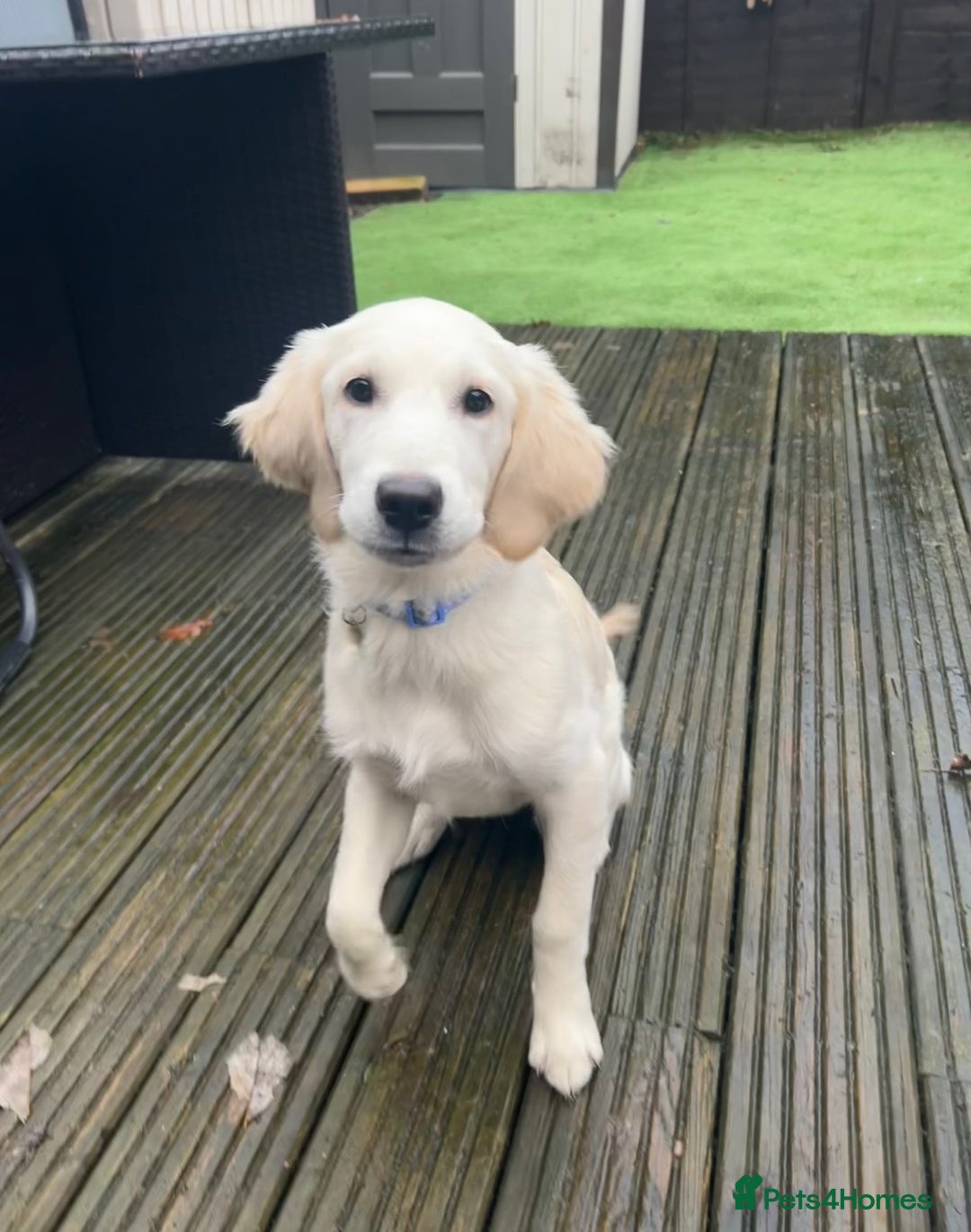 Golden Retriever dogs for sale: STUNNING CHAMPAGNE KC GIRL - Advert 12