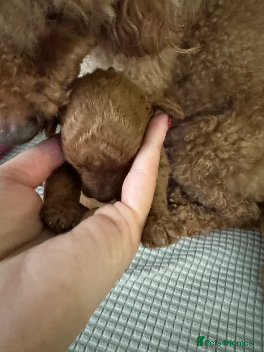 Toy Poodle dogs for sale: Tiny pure dark red toy poodles boy and girls  - Advert 4