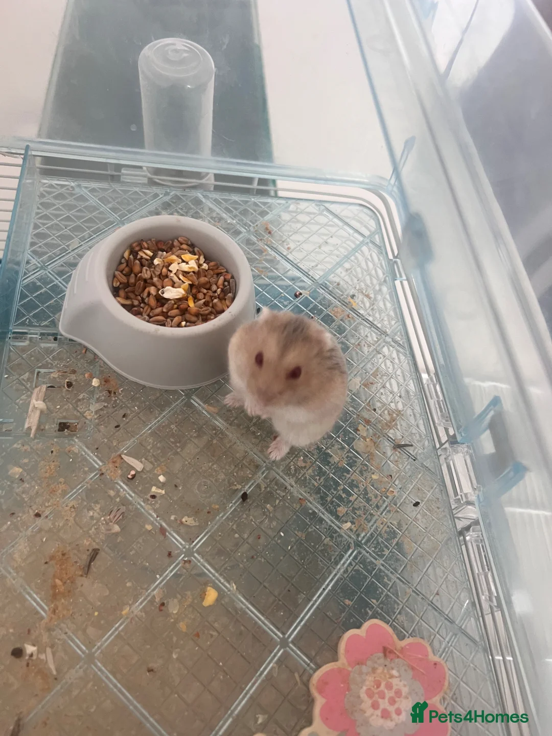 Hamster rodents for sale: 8 month old hamster with cage - Advert 1