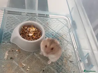 Hamster rodents 8 month old hamster with cage - Advert 3
