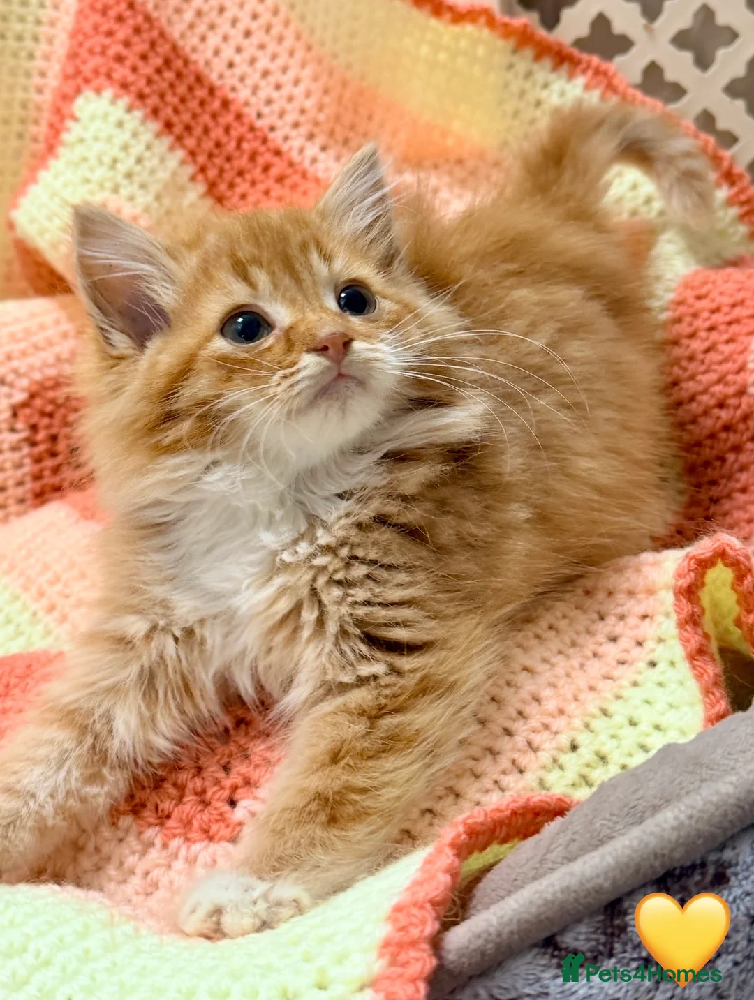 Mixed Breed cats for sale: 💖 MAINE COON X RAGDOLL *PARENTS HEALTH TESTED* 💖 - Advert 12