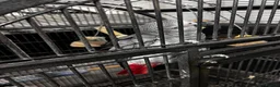 Parrots birds for sale: African grey parrot 12 years old  in Manchester - Advert 1