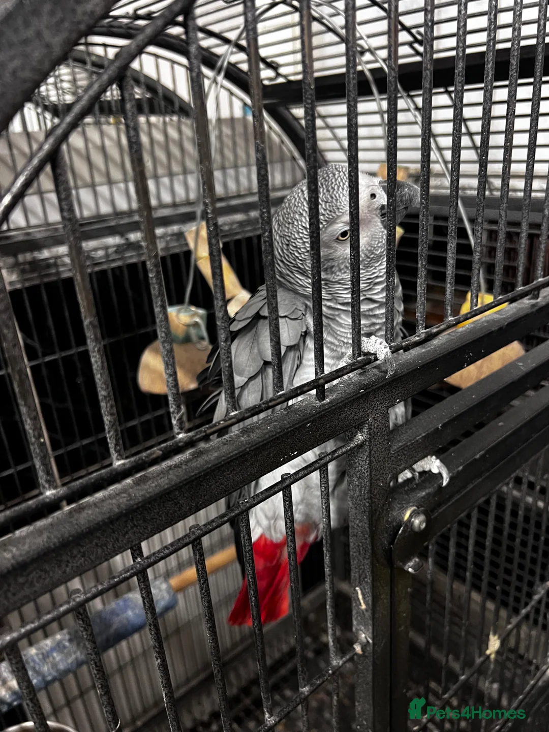 Parrots birds for sale: African grey parrot 12 years old  in Manchester - Advert 1