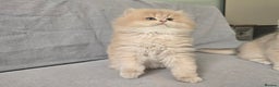 British Shorthair cats for sale: Pedigree golden British shorthair and longhair  - Advert 5