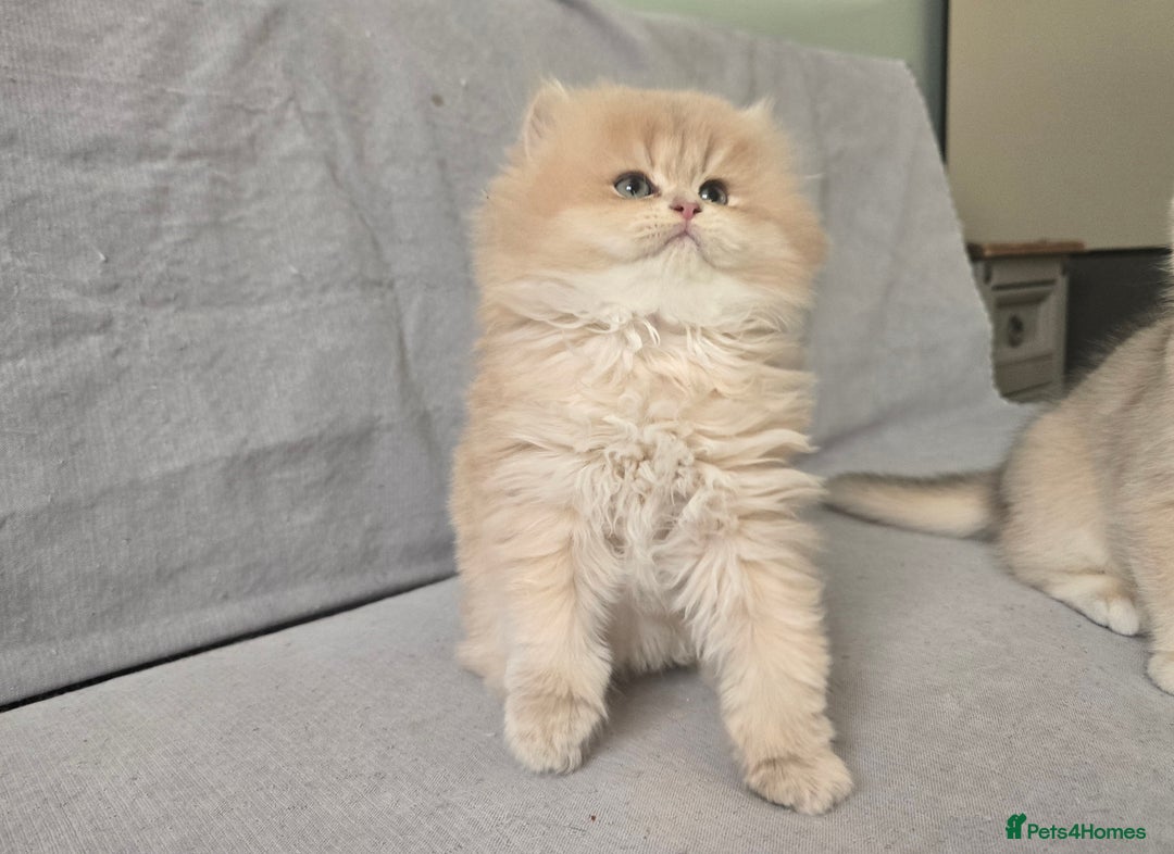 British Shorthair cats for sale: Pedigree golden British shorthair and longhair  - Advert 5