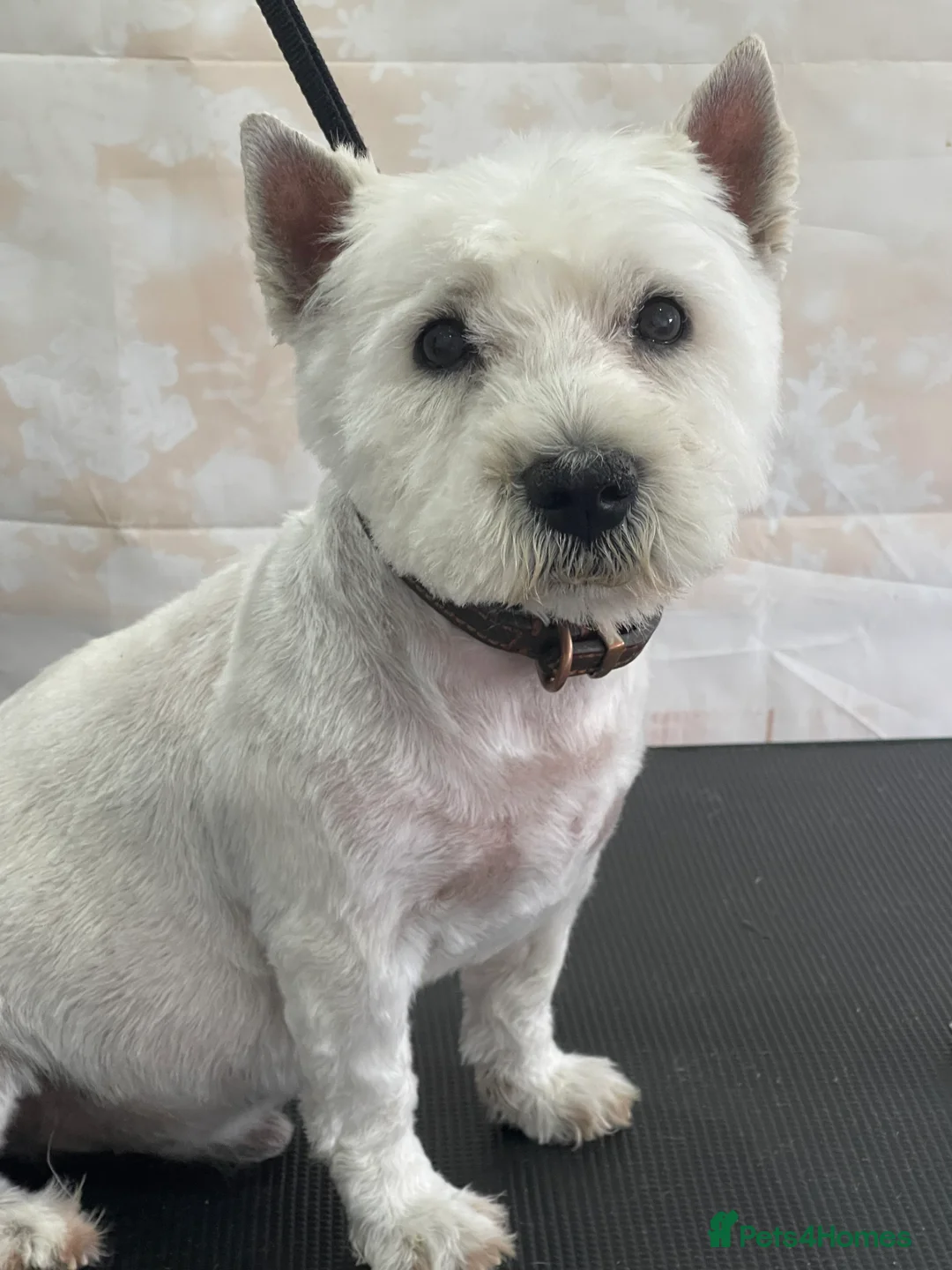 West Highland Terrier dogs for stud: Kc west highland white terrier STUD - Advert 2
