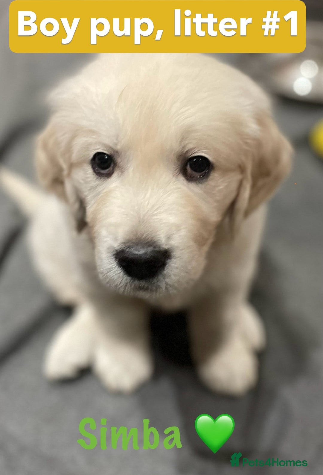 Golden Retriever dogs for sale: KC-Reg Golden Puppies @ Sunaraelia - Due 23/10/25 - Image 24