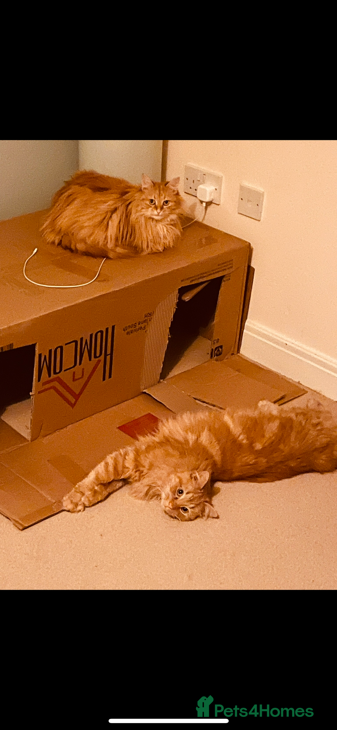 Bengal cats for sale: Two  gingers  cats  - Image 5