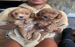 Cockapoo dogs for sale: Cockerpoo  - Image 6