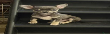 Chihuahua Puppy 2