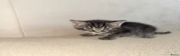 Mixed Breed cats for sale: 2 beautiful male kittens  in Plymouth - Advert 2