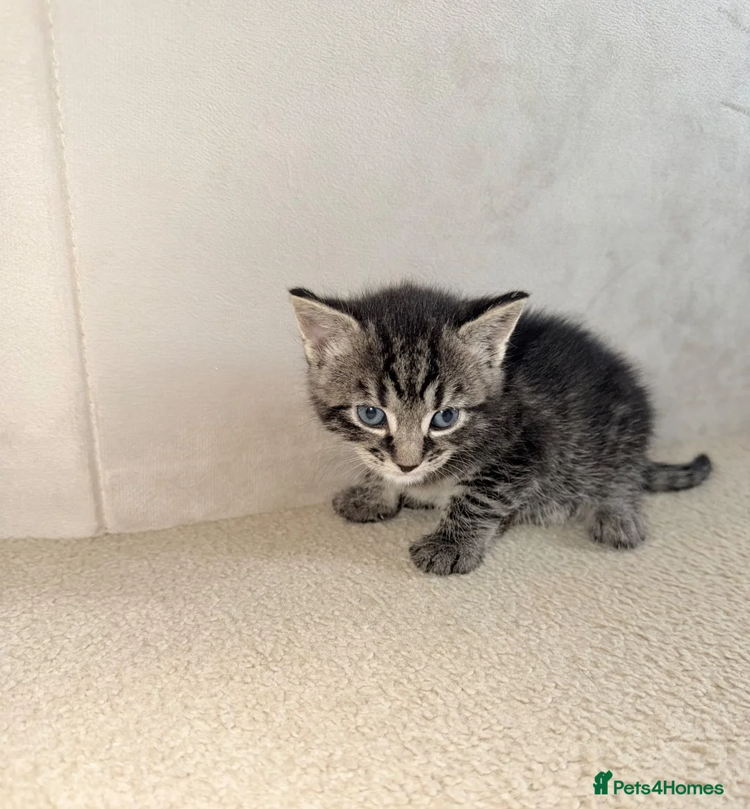 Mixed Breed cats for sale: 2 beautiful male kittens  in Plymouth - Advert 2