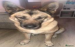 Belgian Shepherd Dog dogs for sale: Raven  - Image 4