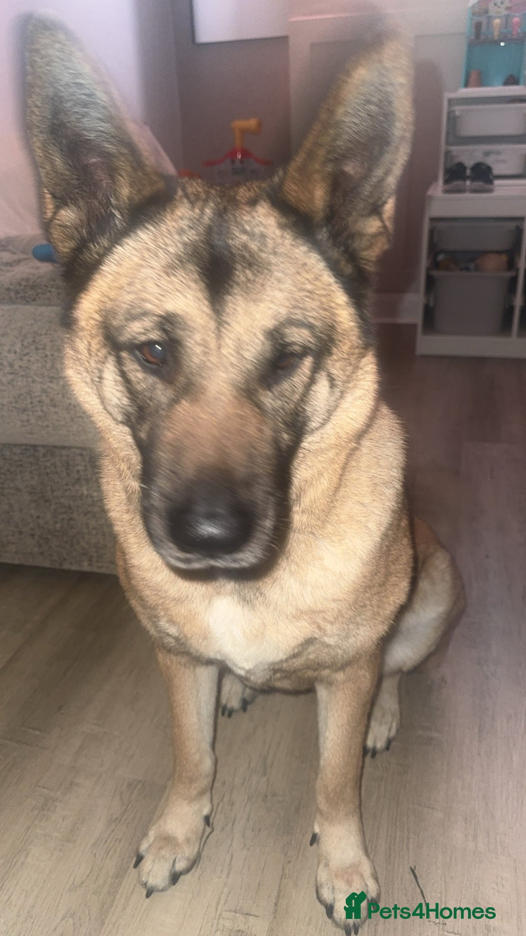 Belgian Shepherd Dog dogs for sale: Raven  - Image 4