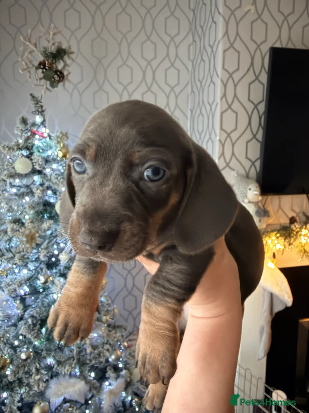 Dachshund dogs for sale:  Family dogs first puppies - stunning Dachshunds  - Advert 26