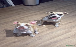 Mixed Breed dogs for sale: Alapha blue blood bulldog girl in Westerham - Image 7