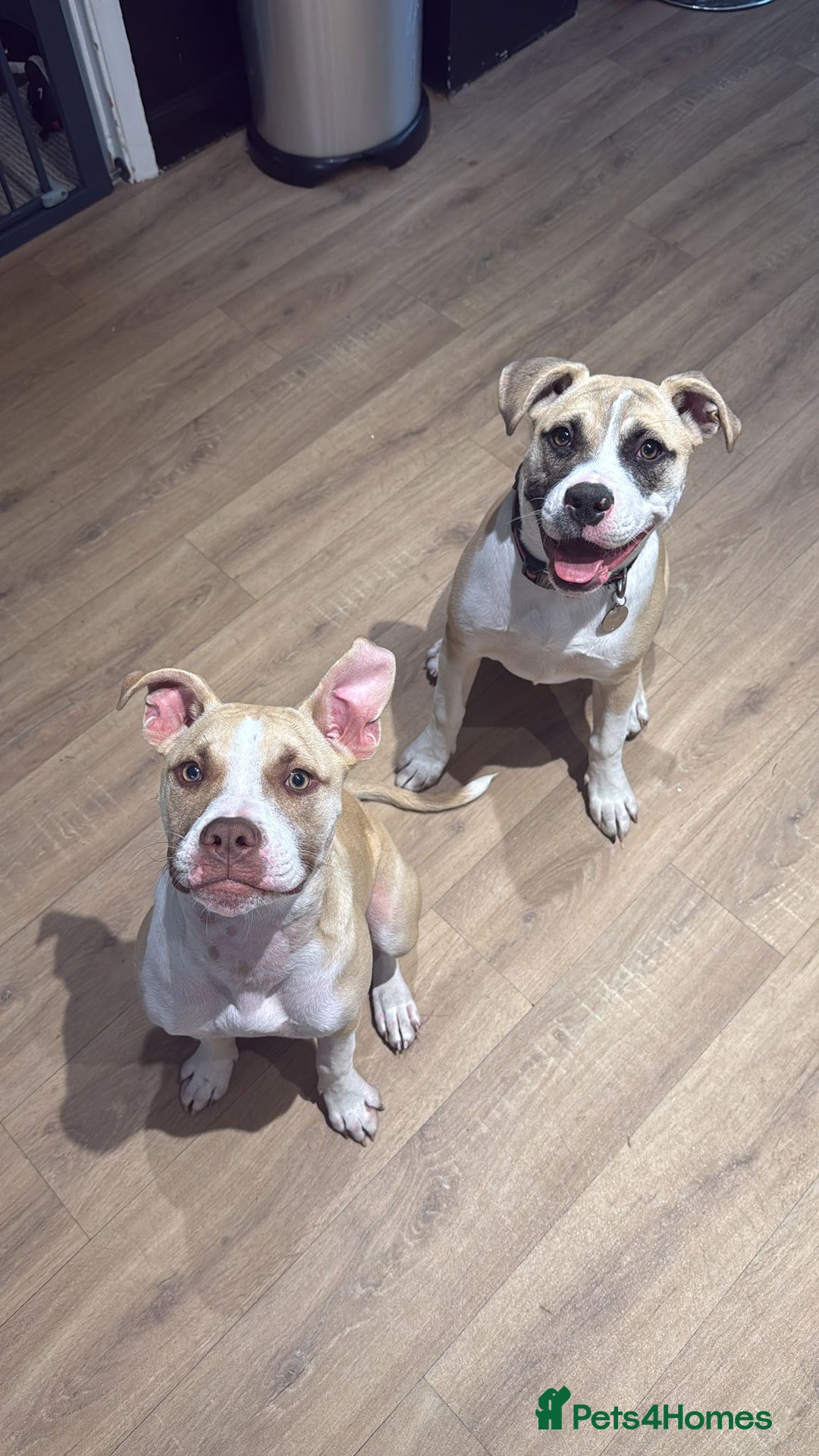Mixed Breed dogs for sale: Alapha blue blood bulldog girl in Westerham - Image 7
