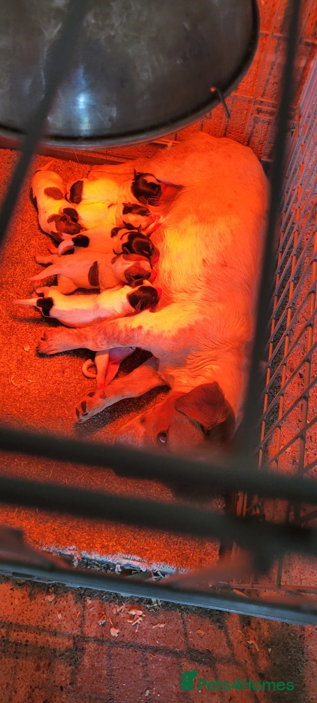 Jack Russell dogs for sale: Old fashioned short legged Jack russel pups!!! - Advert 21