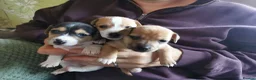 Jack Russell dogs for sale: 3x beautiful miniature Jack Russell Terriers - Advert 6