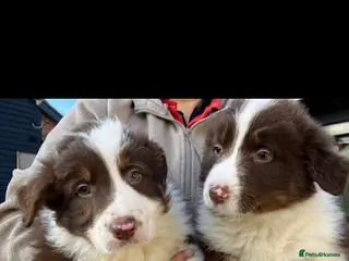 Border Collie dogs 🌟LAST TWO!!! Beautiful Red tri pups 🌟 - Advert 3