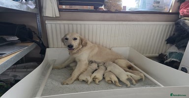 Golden Retriever dogs - Advert 1
