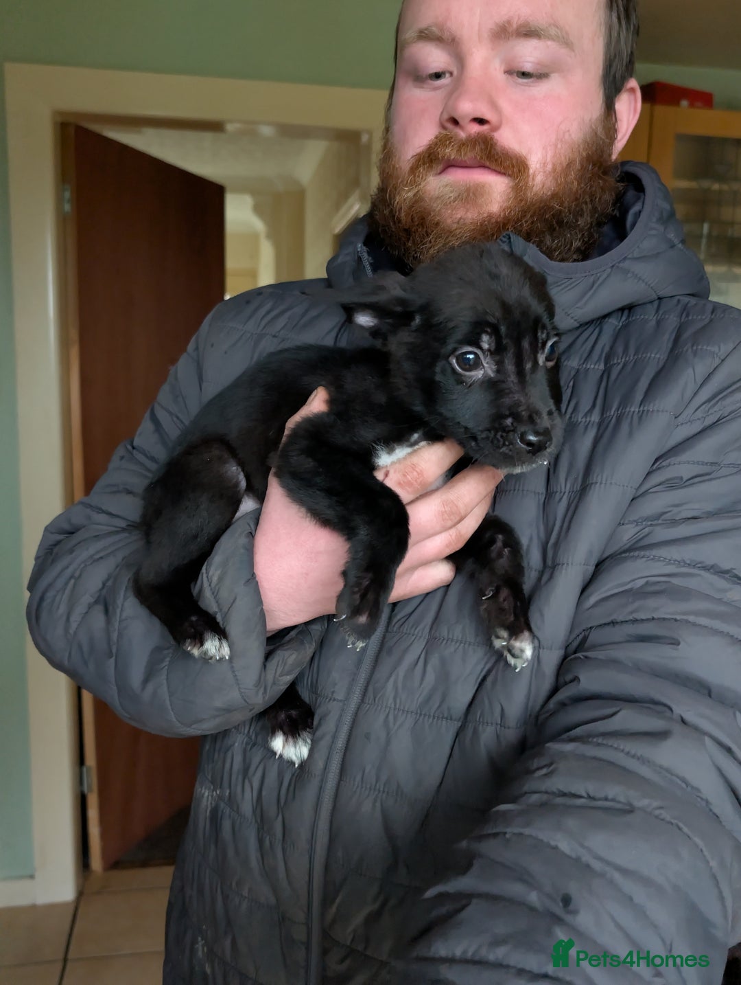 Mixed Breed dogs for sale: German shepherd X cane corso pups for sale  - Advert 6