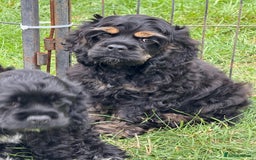 American Cocker Spaniel dogs for sale: Quality American Cocker spaniel puppies  - Image 8