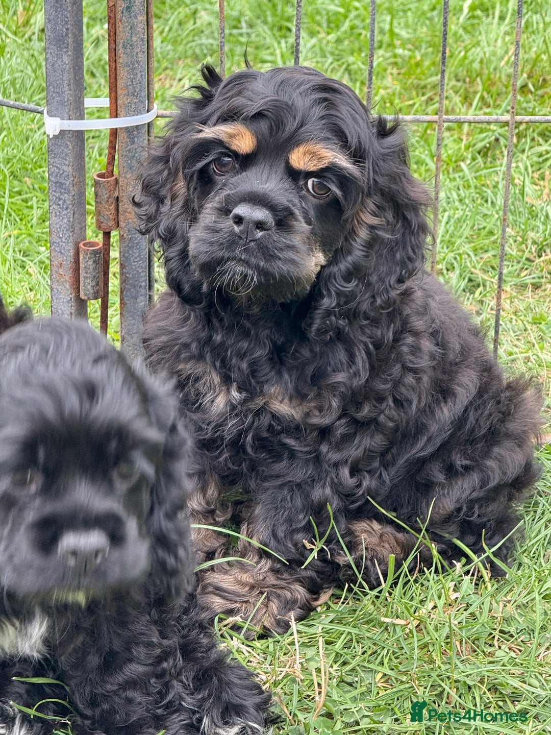 American Cocker Spaniel dogs for sale: Quality American Cocker spaniel puppies  - Image 8