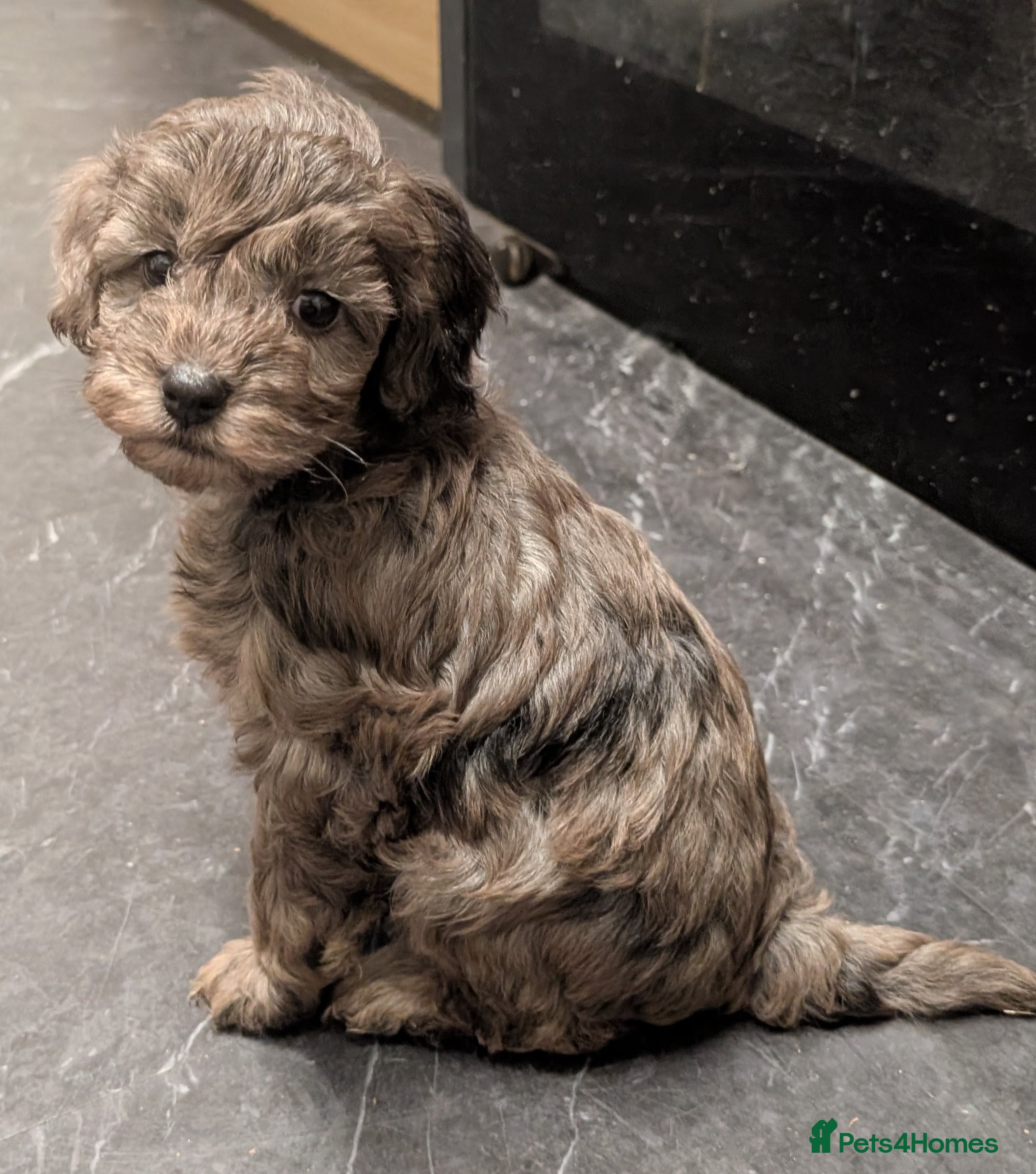 Cockapoo dogs F2b cockapoo puppys,Rare coats. Parents DNA tested - Advert 2