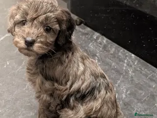 Cockapoo dogs F2b cockapoo puppys,Rare coats. Parents DNA tested - Advert 2