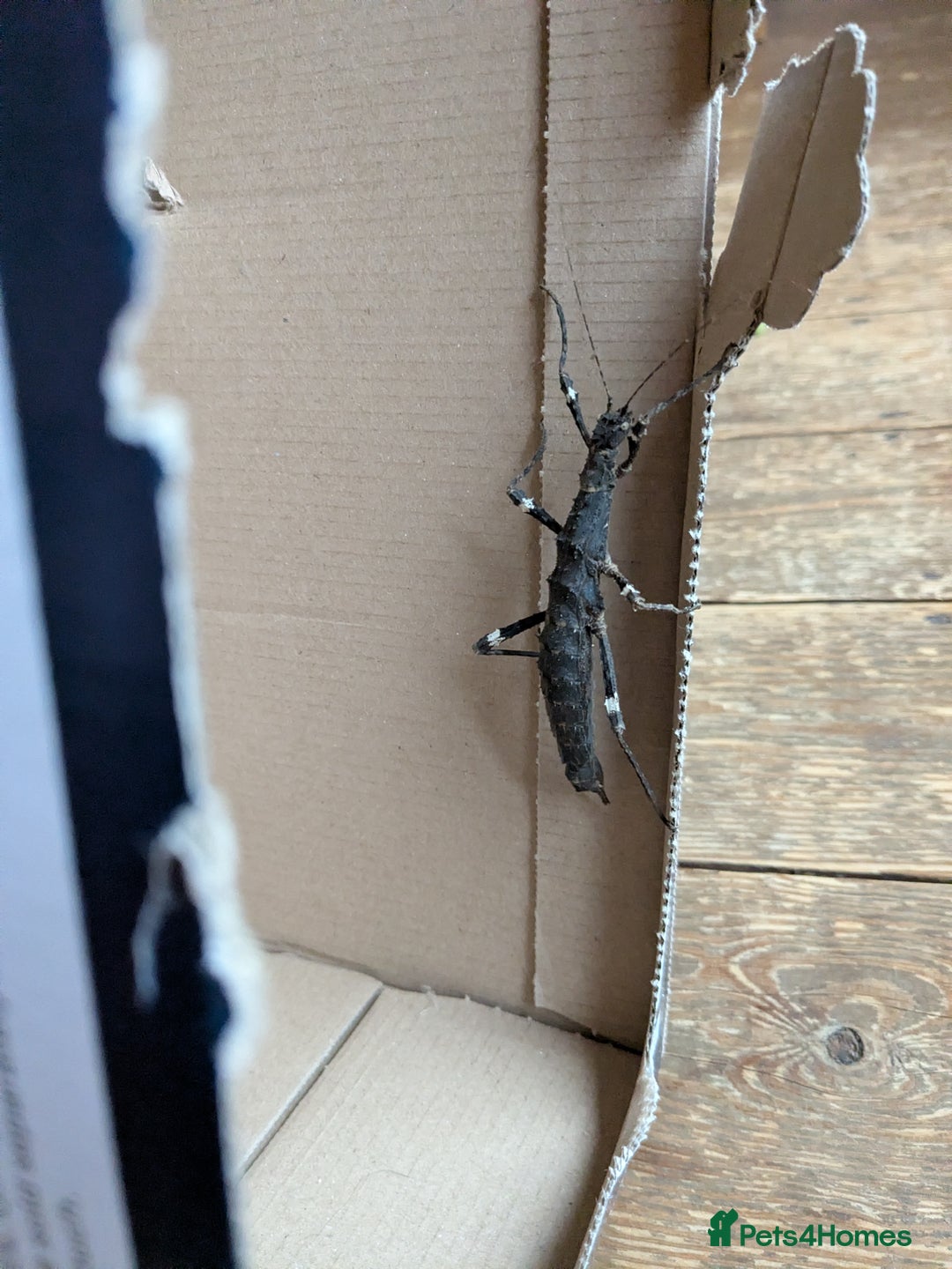 Stick Insects invertebrates for sale: Sunny stick insects - Advert 3