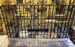 Lovebirds birds for sale: Rehoming Bonded Yellow Lovebirds with Full Setup - Image 4