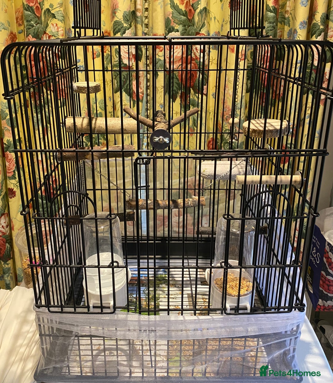 Lovebirds birds for sale: Rehoming Bonded Yellow Lovebirds with Full Setup - Image 4