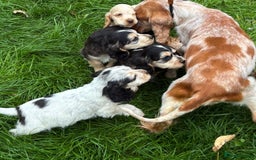 Cocker Spaniel dogs for sale: Show cocker spaniel puppies  - Image 10