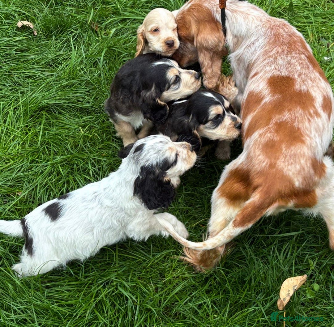 Cocker Spaniel dogs for sale: Show cocker spaniel puppies  - Image 10