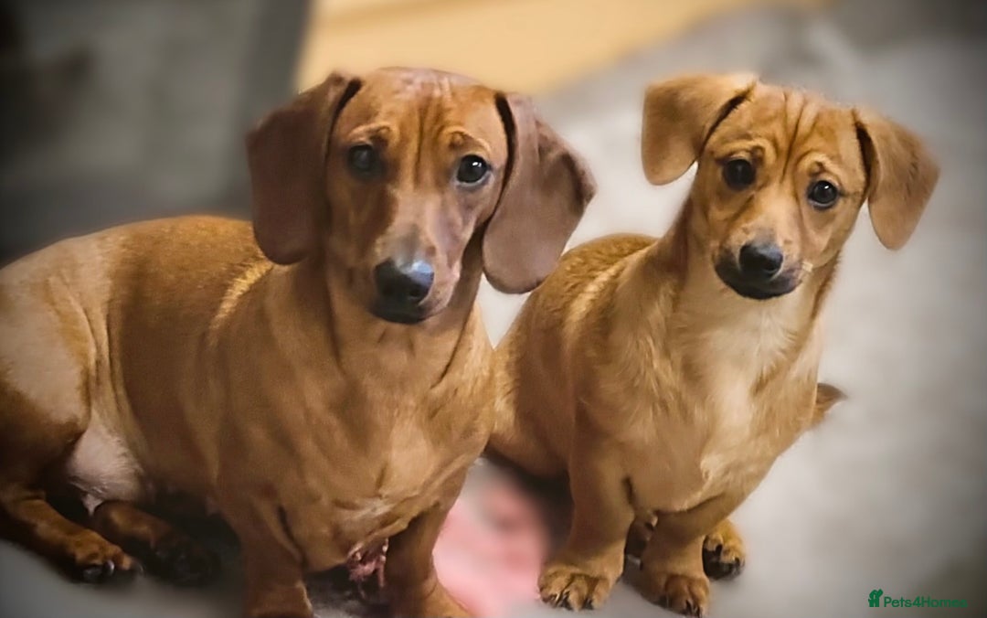 Mixed Breed dogs for sale: 2yr Playful DachshundxPom Full of Love&Personality - Image 6