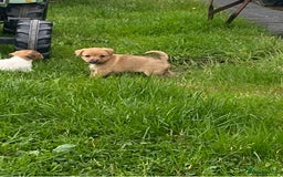Mixed Breed dogs for sale: Jack Russell x Yorkies - Image 6