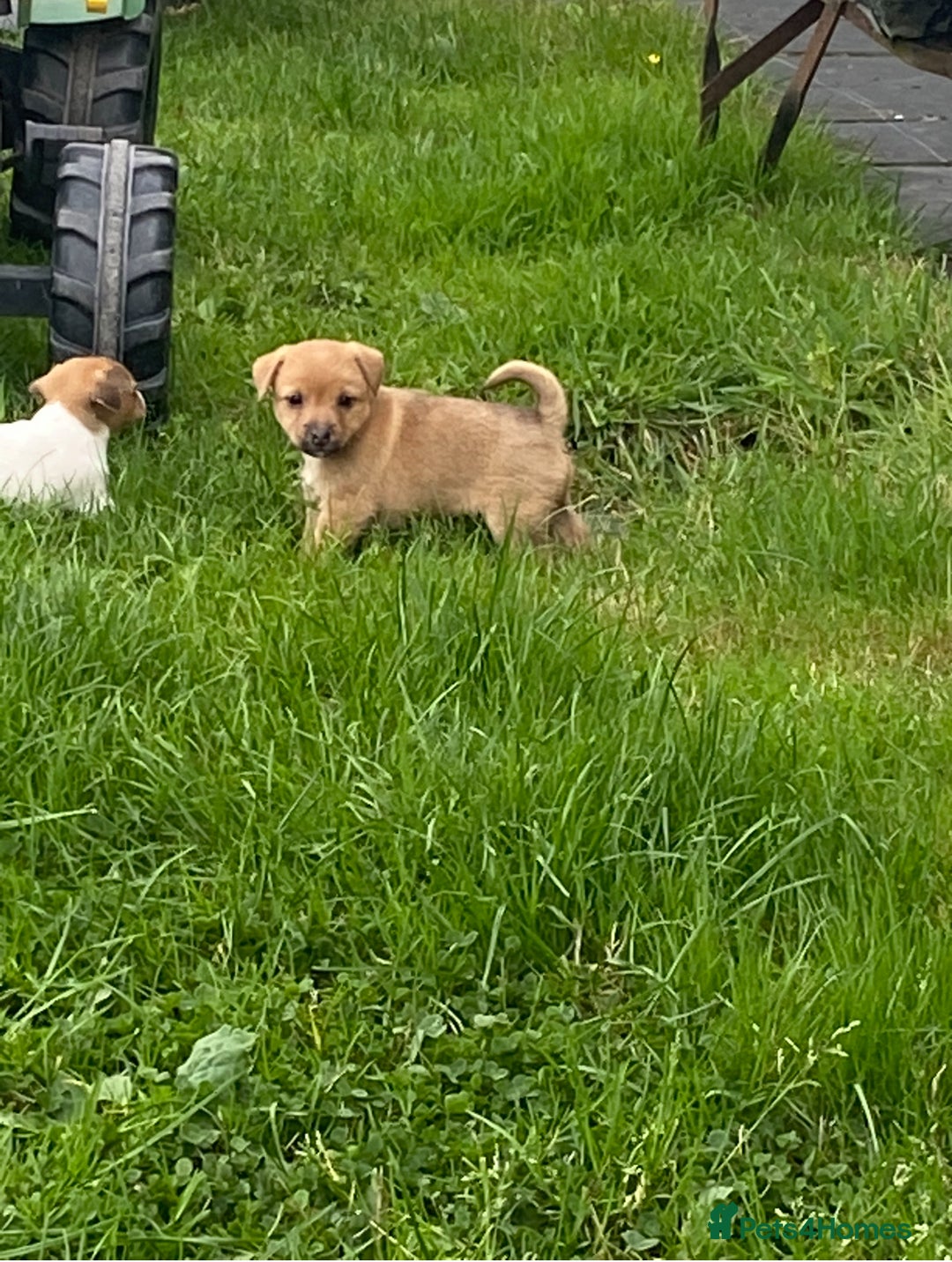 Mixed Breed dogs for sale: Jack Russell x Yorkies - Image 6