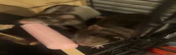 Rat rodents for sale: 2 female dumbo rats and cage - Advert 5