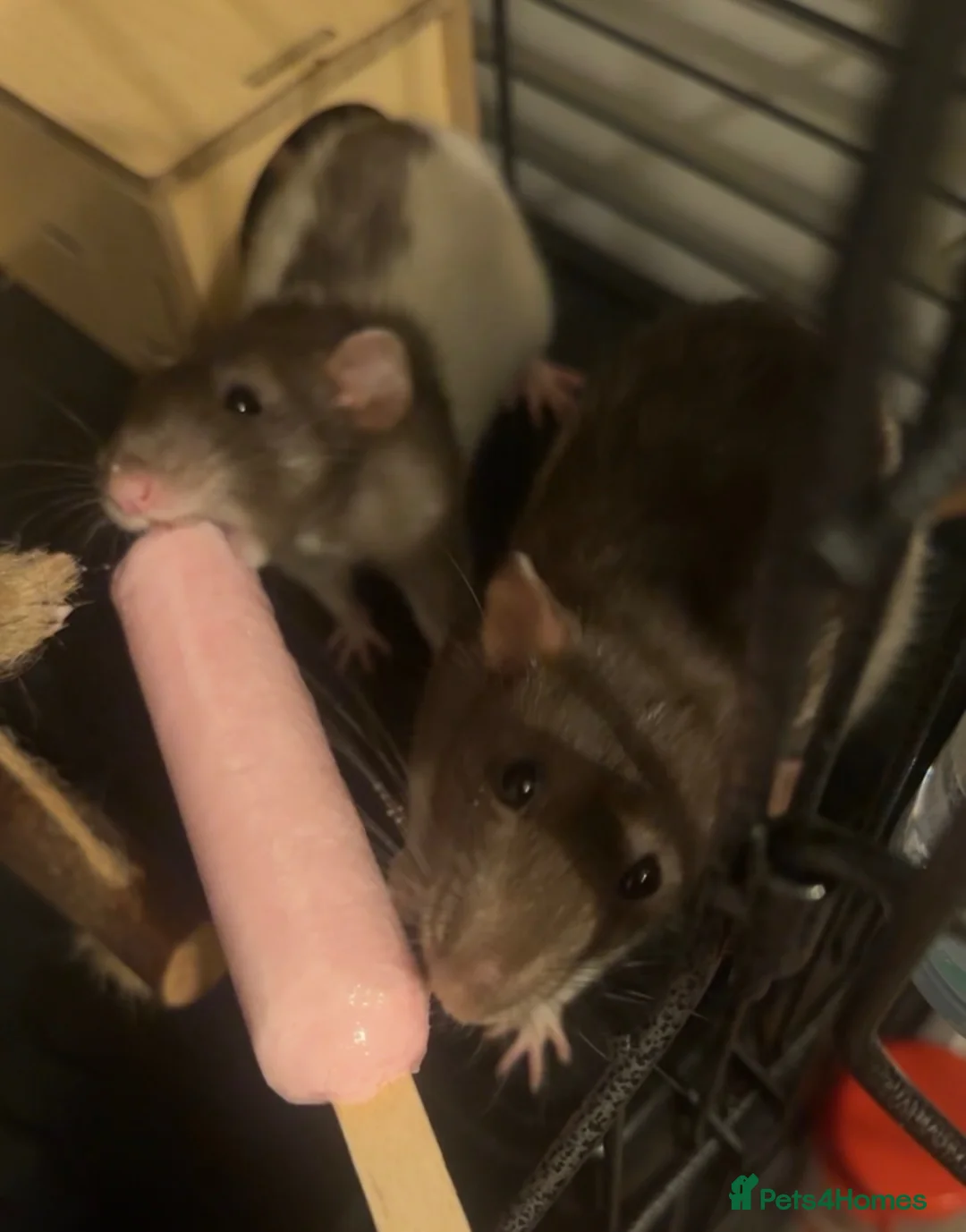 Rat rodents for sale: 2 female dumbo rats and cage - Advert 5