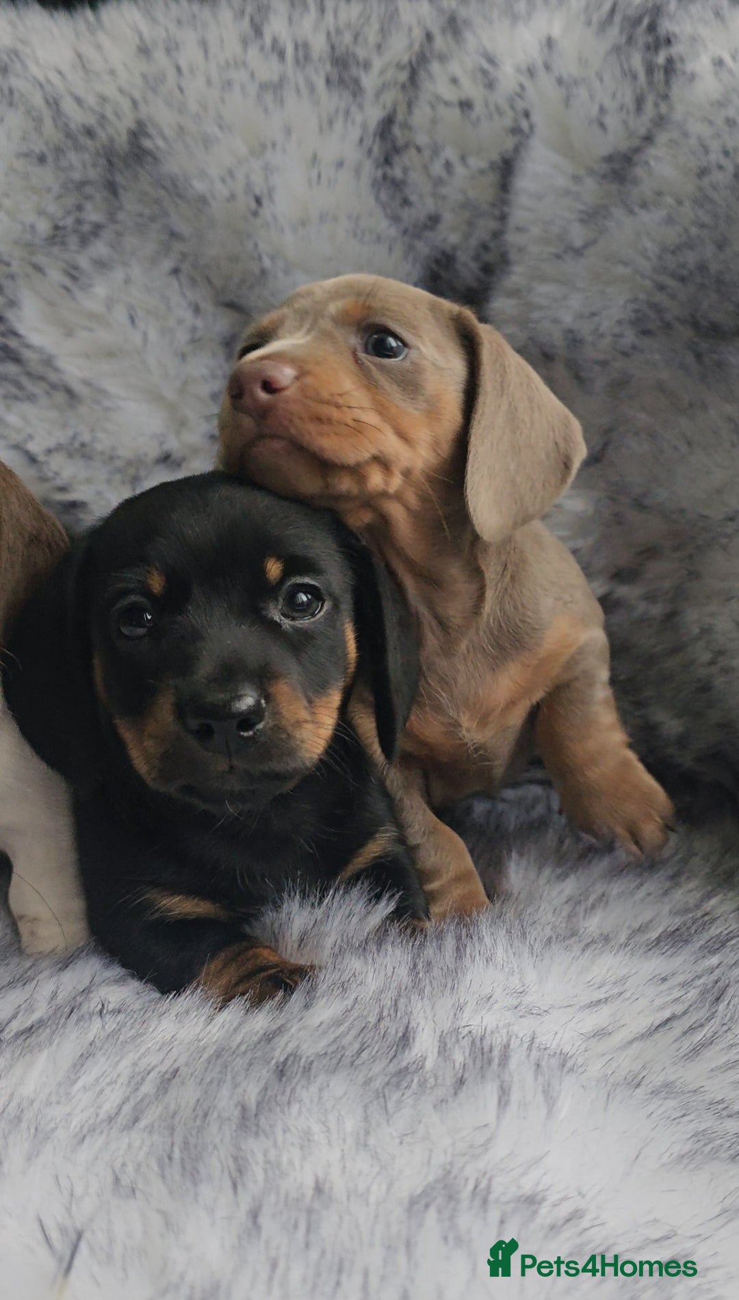 Miniature Dachshund dogs for sale: Miniature Smooth Dachshund Puppies  - Image 20