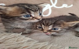 British Shorthair cats for sale: Kittens - Image 9