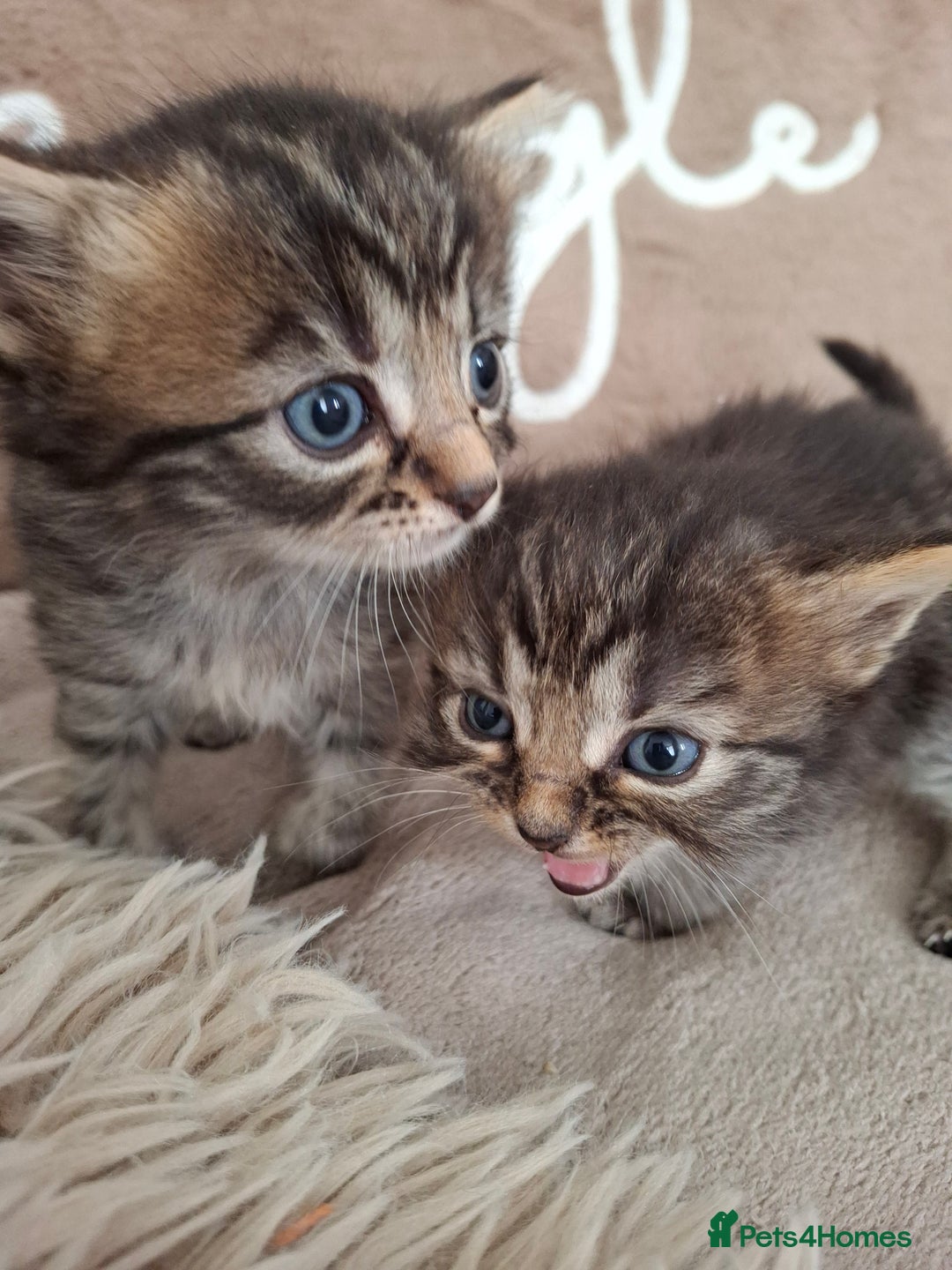 British Shorthair cats for sale: Kittens - Image 9