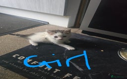 Mixed Breed cats for sale: 5 kittens needing loving homes  - Image 5