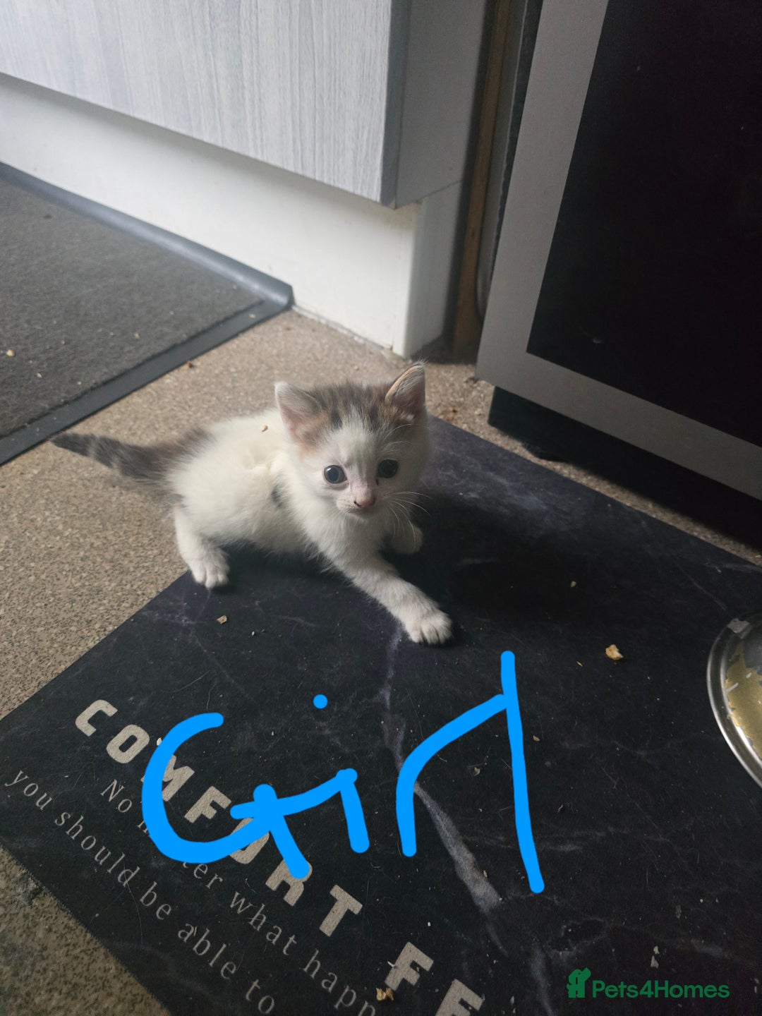Mixed Breed cats for sale: 5 kittens needing loving homes  - Image 5