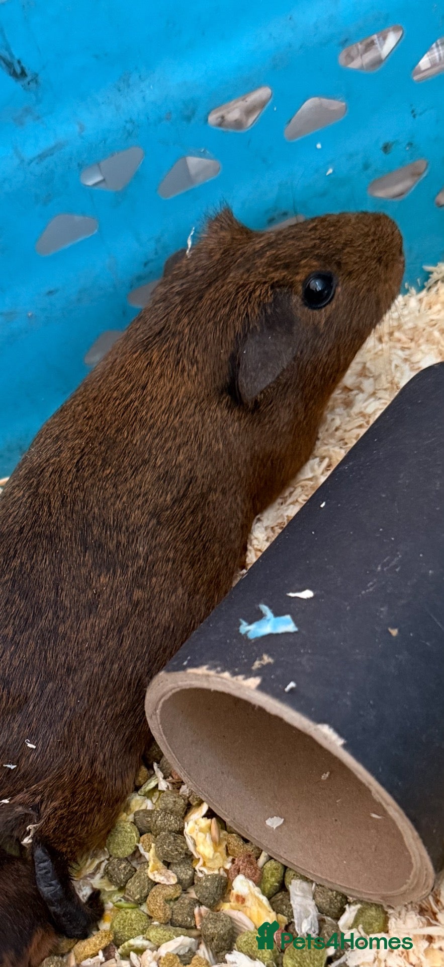 Guinea Pig rodents Bonded pair of guinea pigs - Advert 20